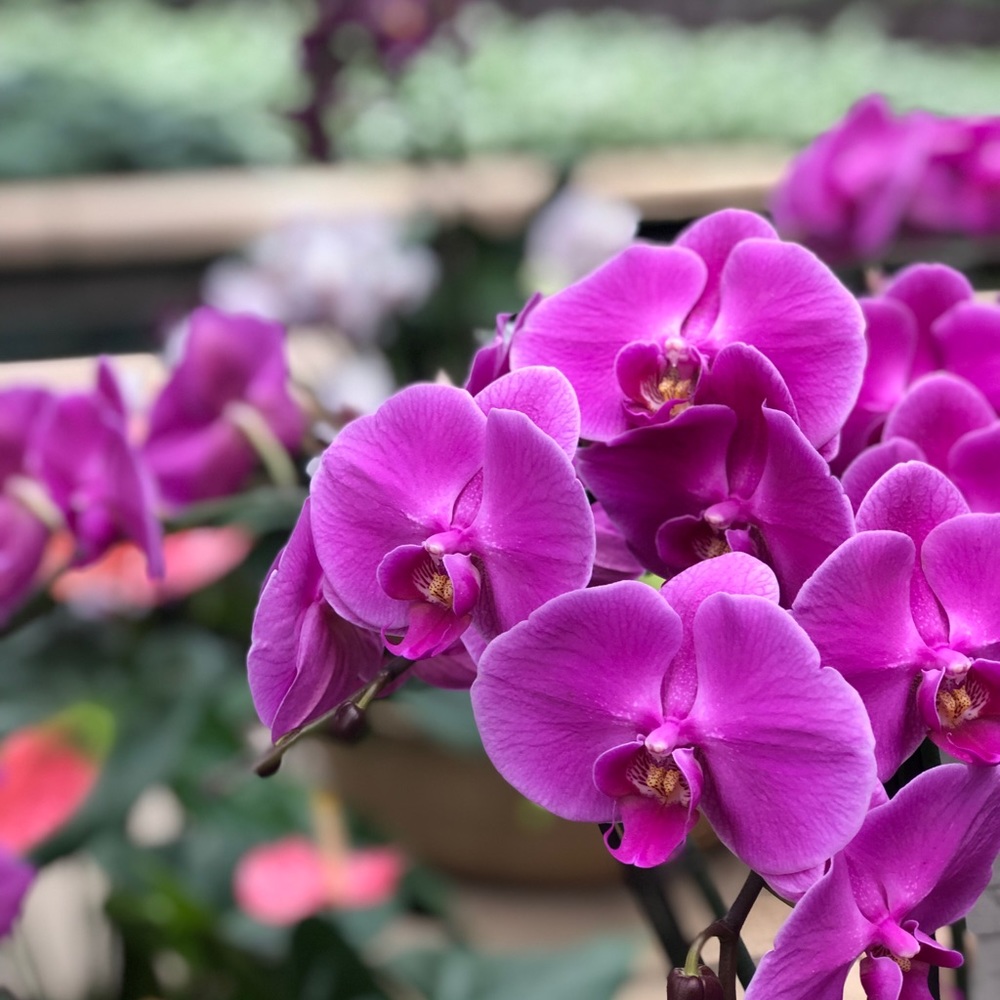 Meet your Posher, Winnie